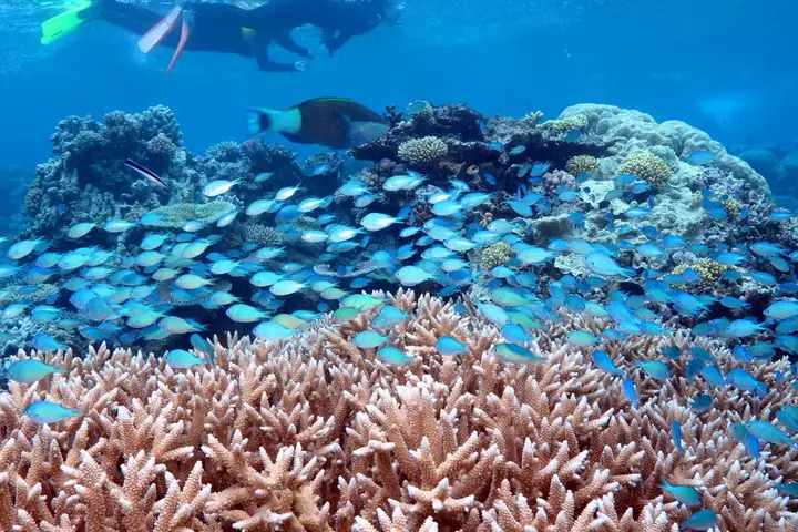 School of blue fish over staghorn coral