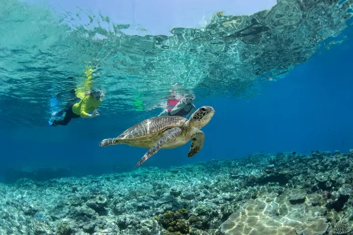 Snorkeller swimming beside a turtle in clear water
