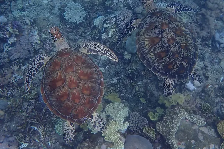 Two turtles seen from above